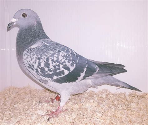 If a person wishes to remove troublesome pigeons in a harmless way, methods involving these items may be effective. . Elimar pigeon auctions